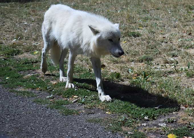 Arctic Wolf 1