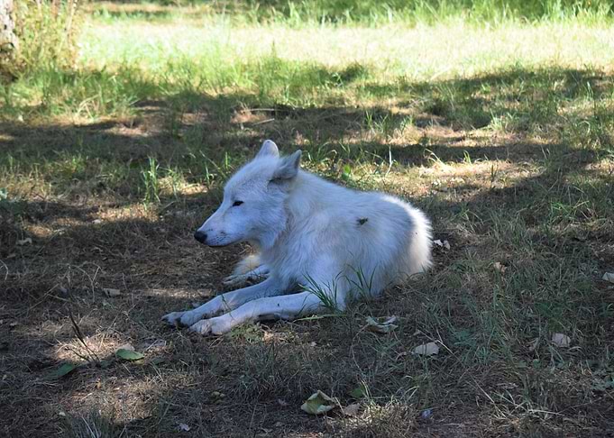 Arctic Wolf 2