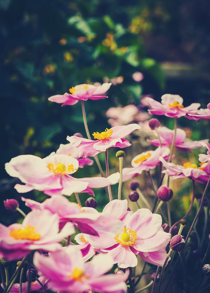 Windflower IV