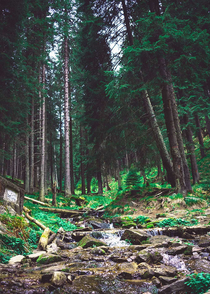 Freedom Forest