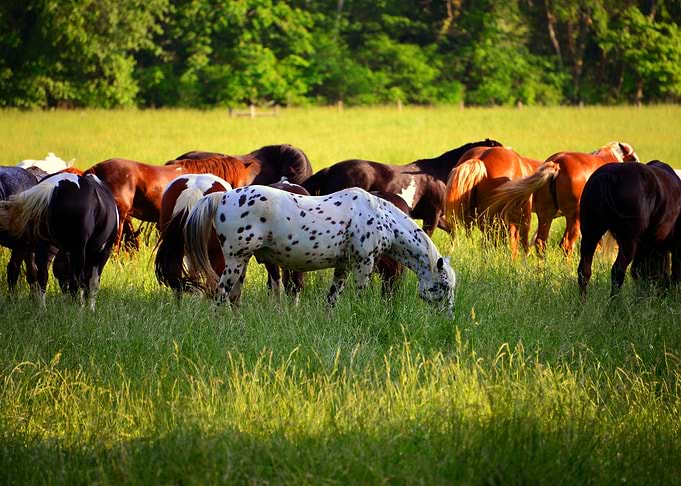 Spotted horse