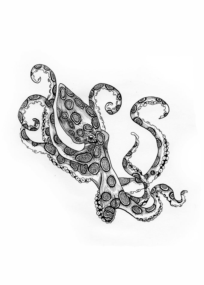 Blue Ringed Octopus