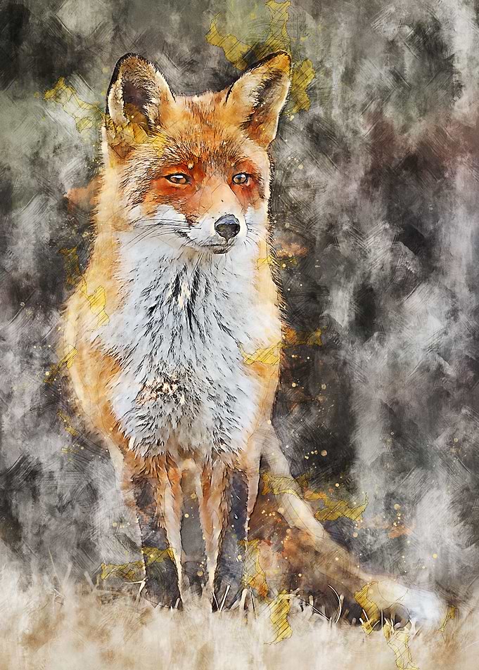 Fox 4