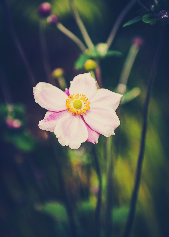 Windflower III