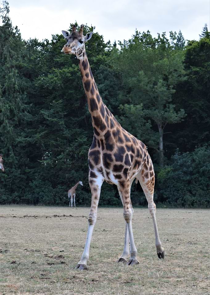 Giraffe