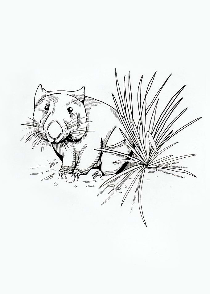 Little Wombat