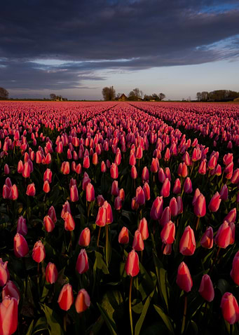Tulips