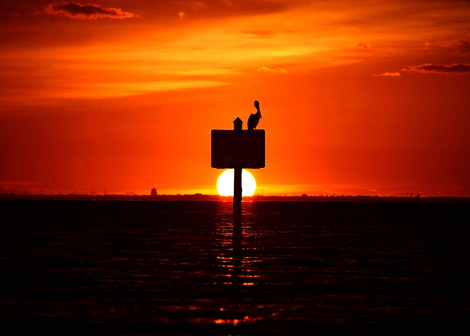 Pelican at sunset