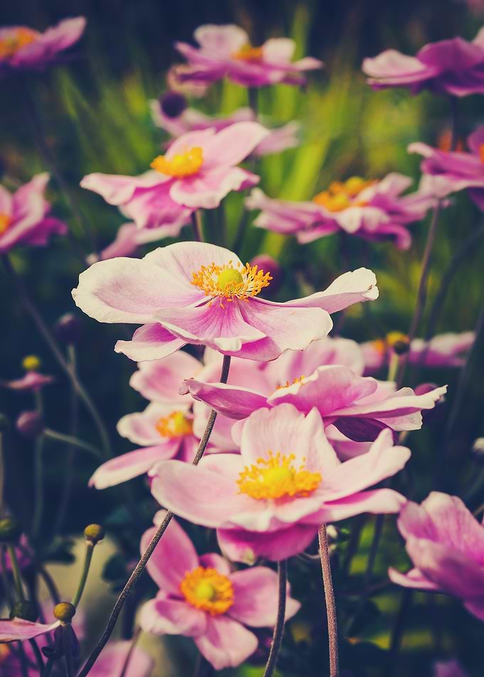 Windflower II