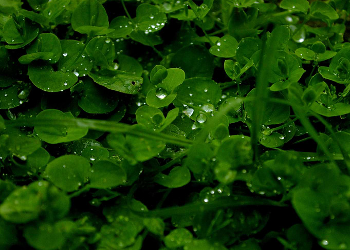 Cristal Plants