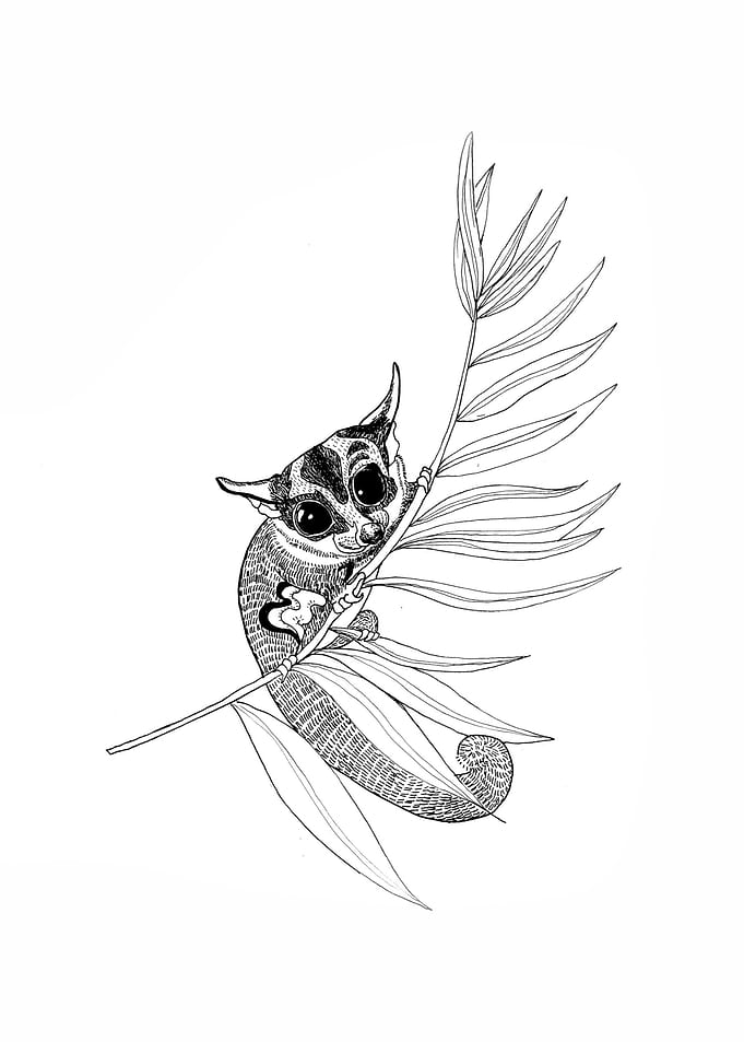 Sugar Glider