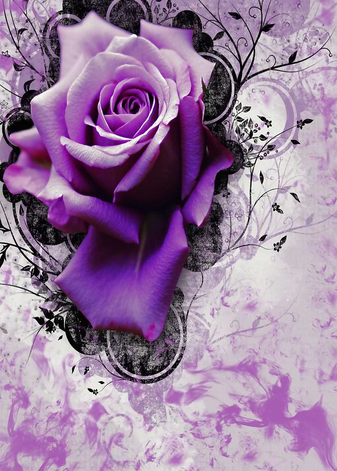 Violet Rose