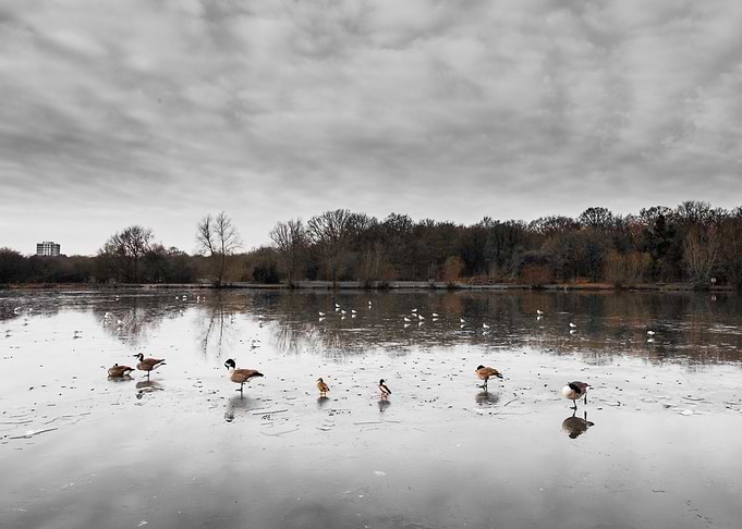 Ducks in winter