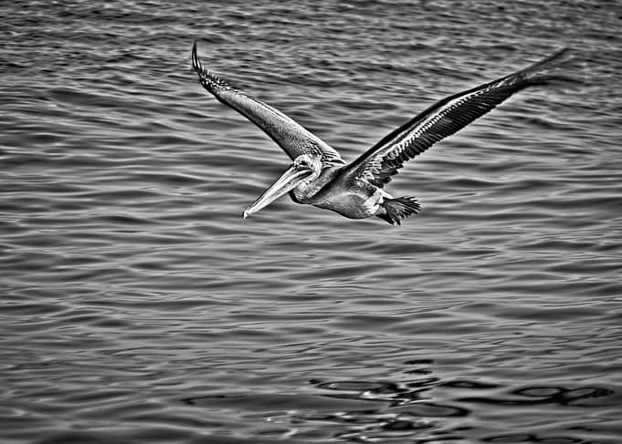 Pacific Brown Pelican