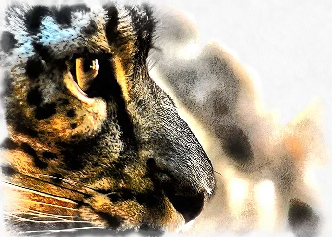 Eye of Cat