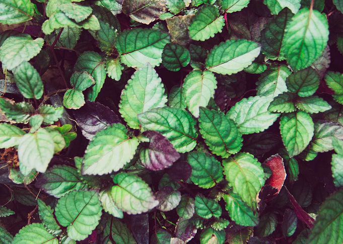 from garden of even
