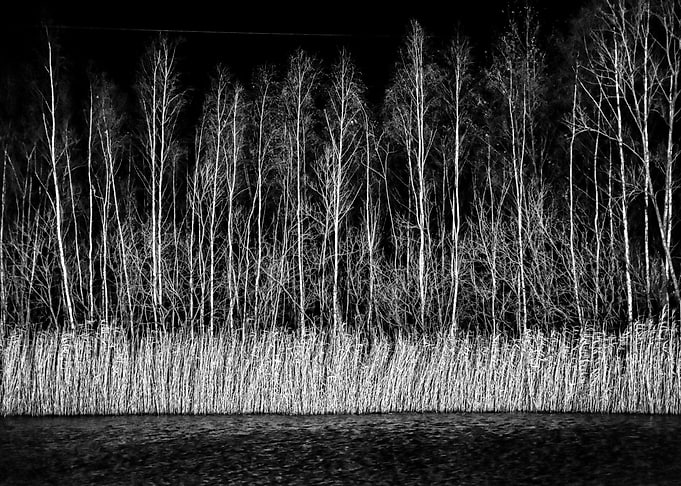 White Forest