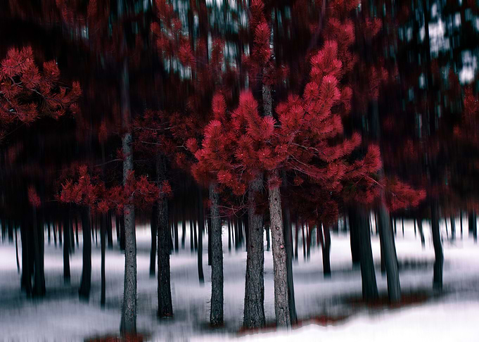 The Red Forest