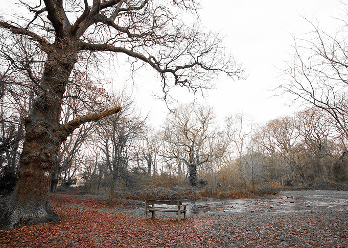 Enchanted forest