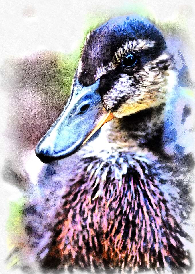 The Painted Mallard