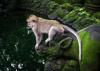 Monkey on statue