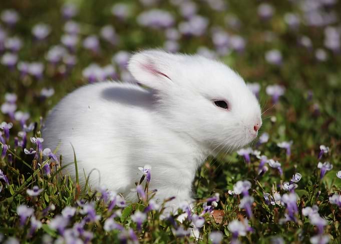 Spring Bunny