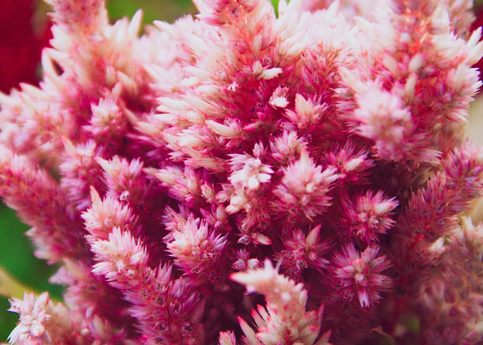 from garden of even