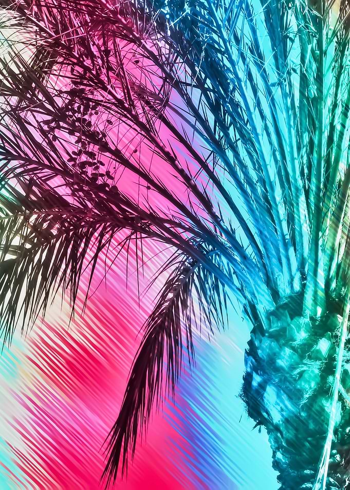 palm tree