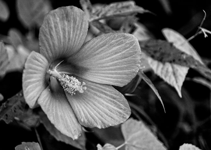 Hibiscus Flower