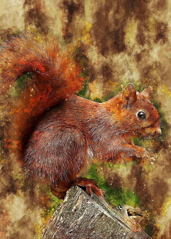 Squirrel