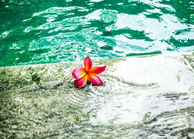 Flower on pool