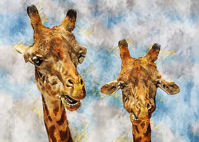 Giraffe