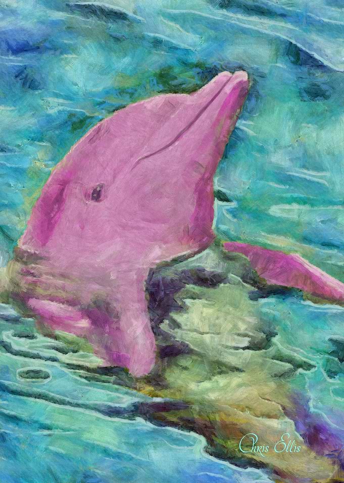 Pink Dolphin