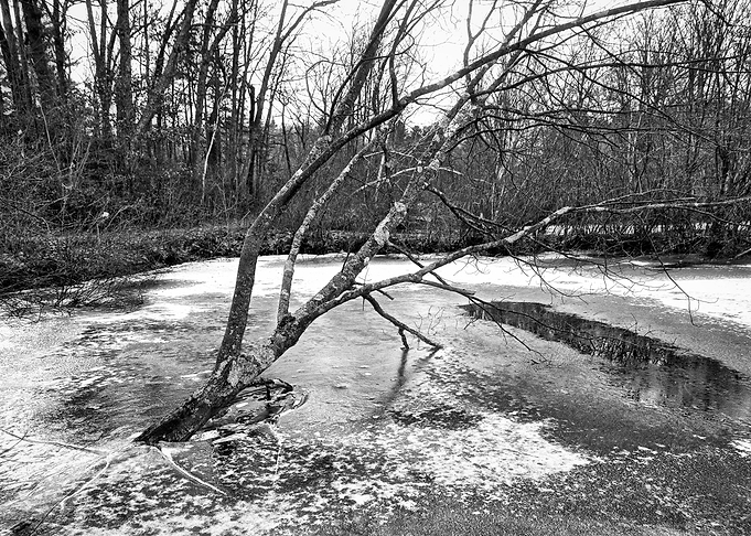 Tree in Frozen Ice