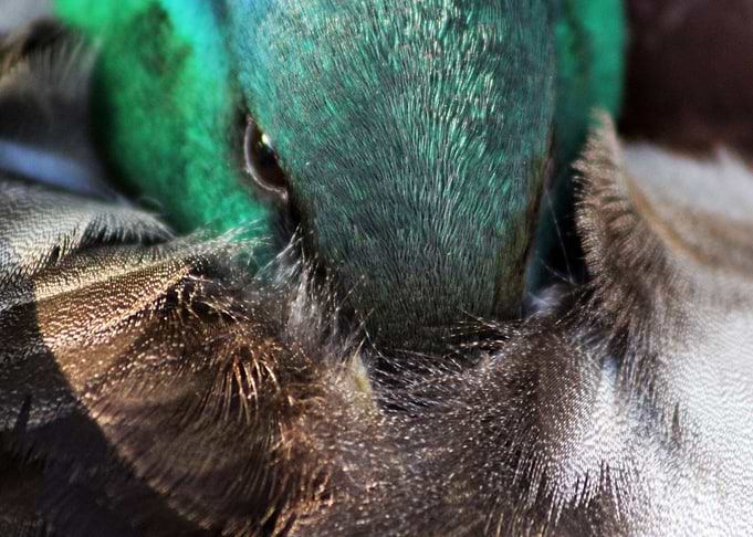 Sleepy mallard duck