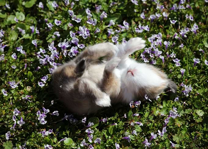 Spring Fever