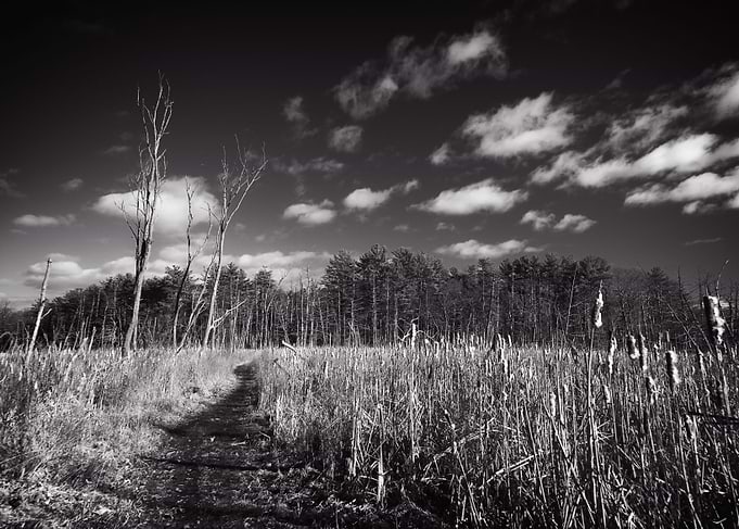 Moores Swamp