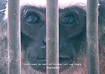 Monkey in Cage