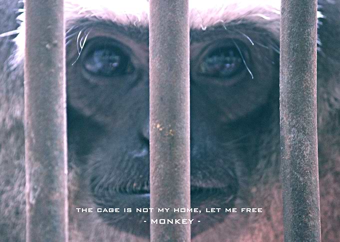 Monkey in Cage