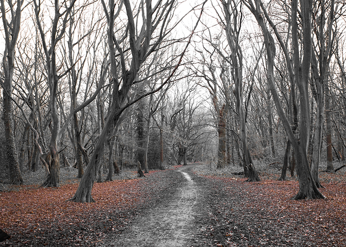 Enchanted forest 2