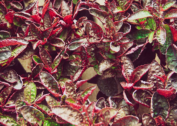 from garden of even
