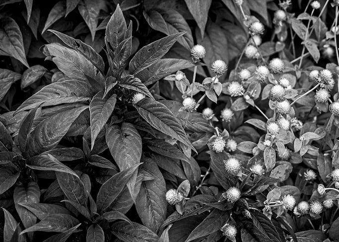Garden Leaves and Buds