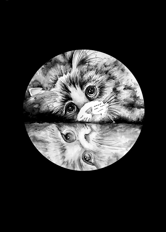 Milky cat