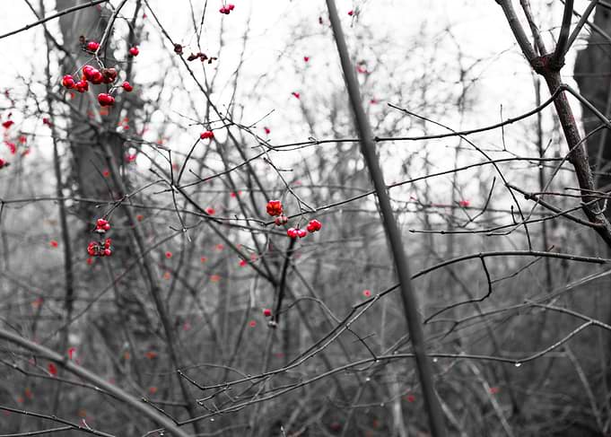 wild berries