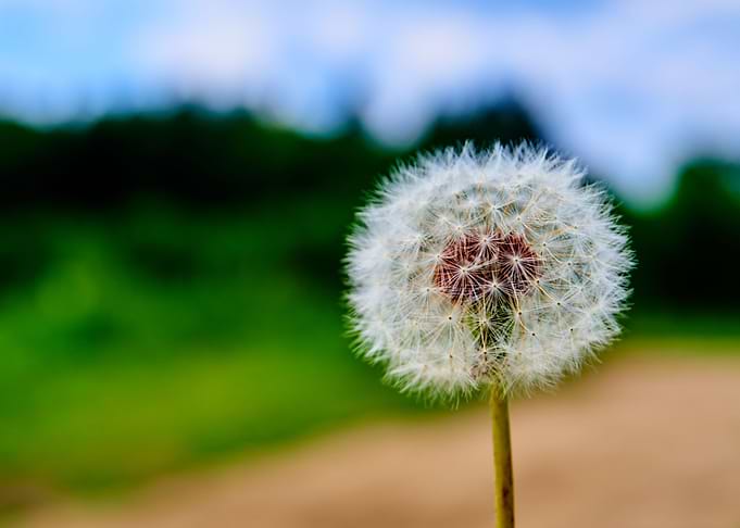 Dandelion
