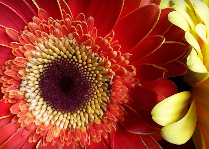 Colors of Gerberas