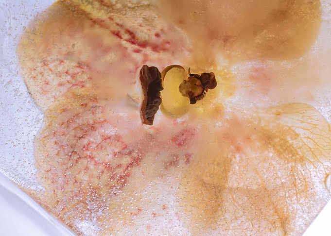 Orchidaceae in ice 1