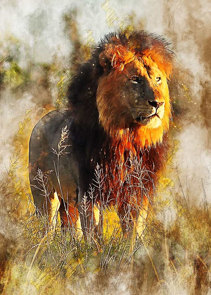 Lion 2