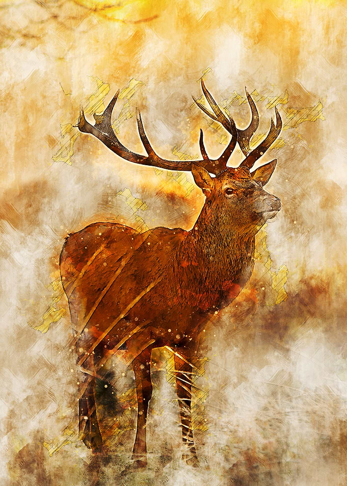 Deer