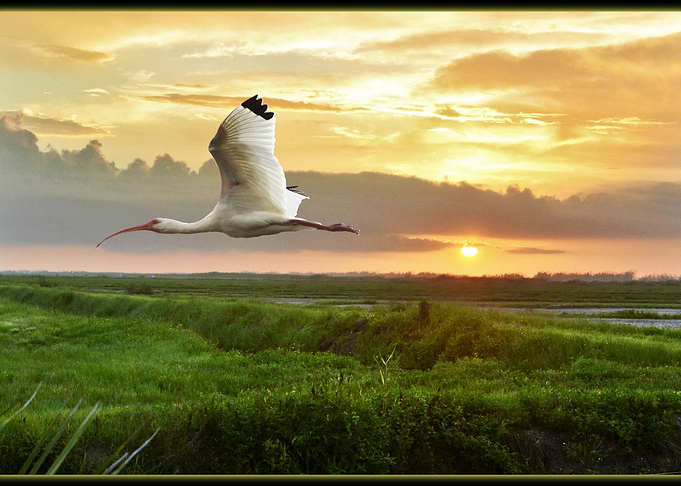 cruising the fields